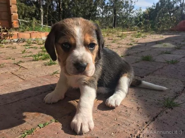 Cuccioli di Beagle carini disponibili per l'adozione.