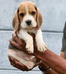 Cuccioli di Beagle registrati dall'AKC | Foto 0