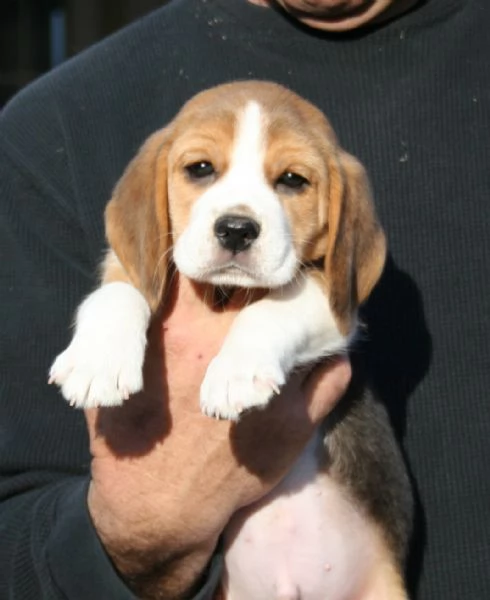 Cuccioli di Beagle