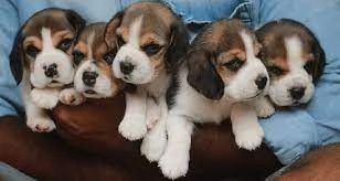 Cuccioli di Beagle | Foto 0