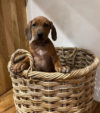 Fantastici cuccioli di Rhodesian Ridgeback pronti