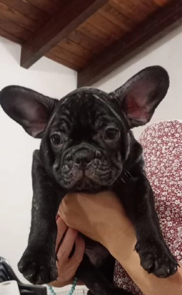 Cuccioli di bulldog francese 