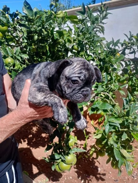 Cuccioli di bulldog francese  | Foto 5