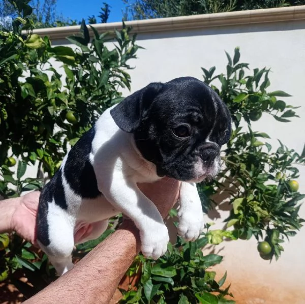 Cuccioli di bulldog francese  | Foto 4