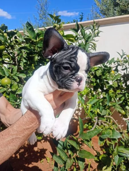 Cuccioli di bulldog francese  | Foto 3