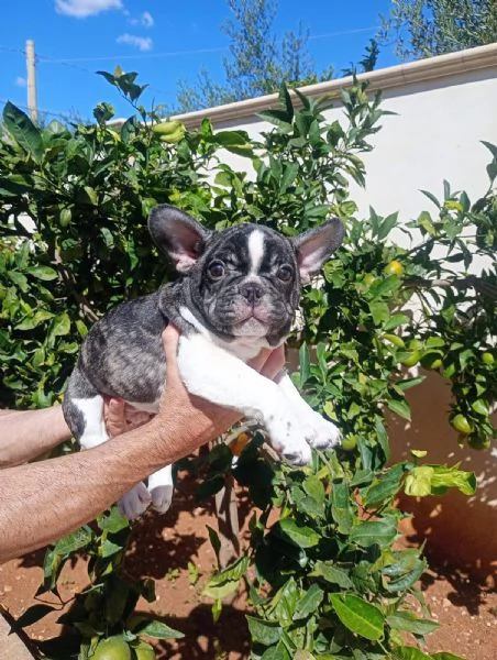 Cuccioli di bulldog francese  | Foto 2