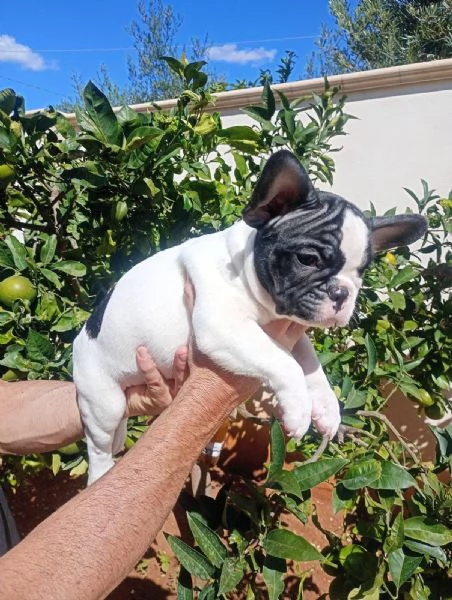 Cuccioli di bulldog francese  | Foto 1