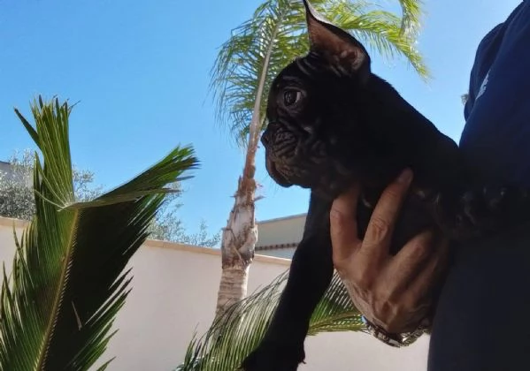 Cuccioli di bulldog francese  | Foto 0