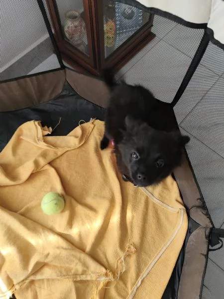 Vendo cagnolina  | Foto 0