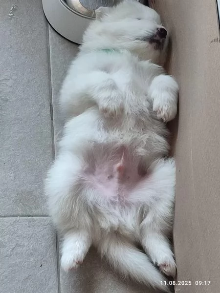 Disponibili cuccioli Samoiedo (3 ) | Foto 1