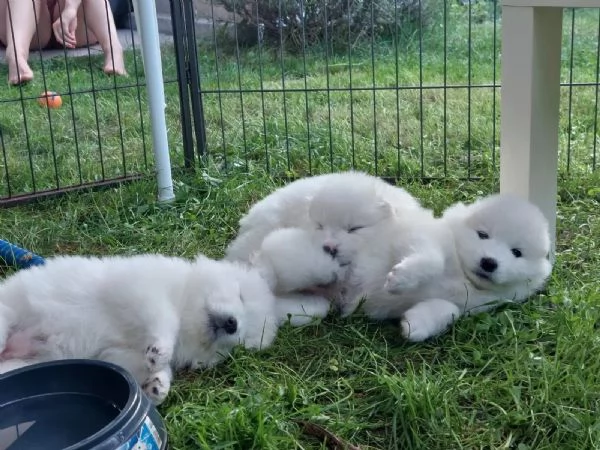 Disponibili cuccioli Samoiedo (3 ) | Foto 0