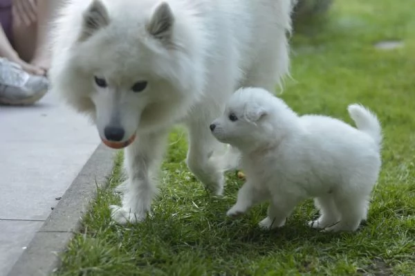 Disponibili cuccioli Samoiedo (3 )