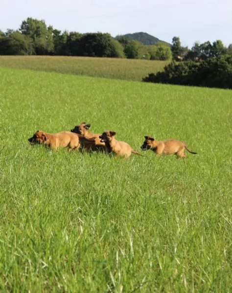 CUCCIOLI DI PASTORE BELGA MALINOIS | Foto 0