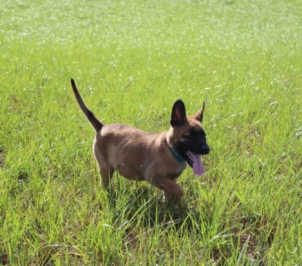 Cuccioli Pastore Belga Malinois maschio e femmina