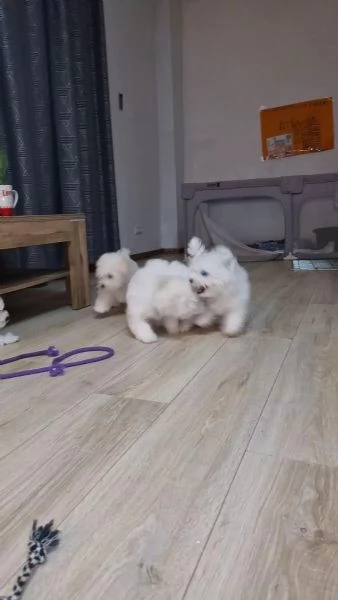 Cuccioli di Bichon Frise di razza pura con pedigree | Foto 0