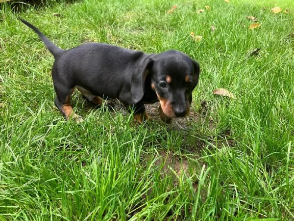 Bellissimi cuccioli di bassotto in miniatura in un colore speciale cercano ottimi proprietari | Foto 2