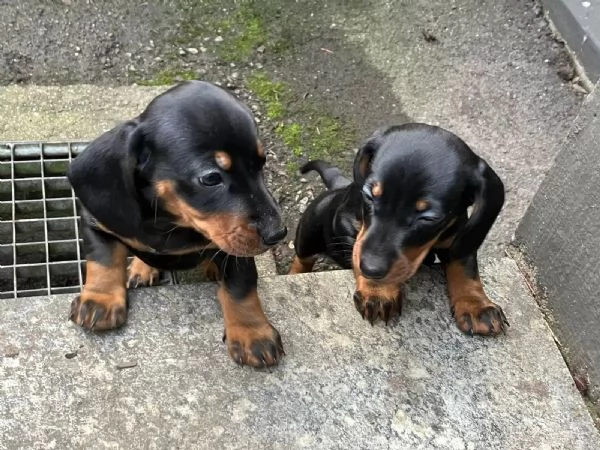 Bellissimi cuccioli di bassotto in miniatura in un colore speciale cercano ottimi proprietari | Foto 1