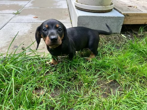 Bellissimi cuccioli di bassotto in miniatura in un colore speciale cercano ottimi proprietari
