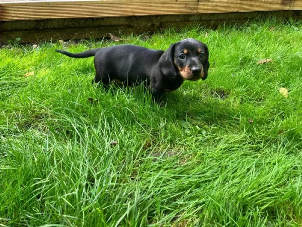 Bellissimi cuccioli di bassotto in miniatura in un colore speciale cercano ottimi proprietari | Foto 0