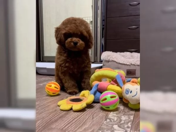 Bellissimi e delicati cuccioli di barboncino toy | Foto 3