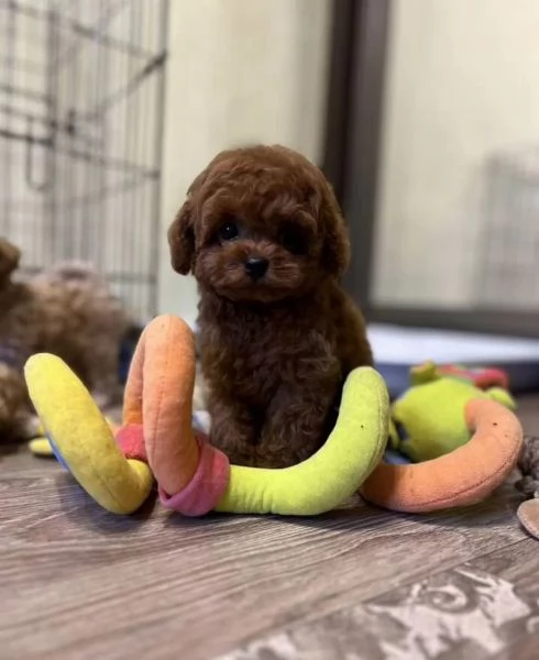 Bellissimi e delicati cuccioli di barboncino toy | Foto 2