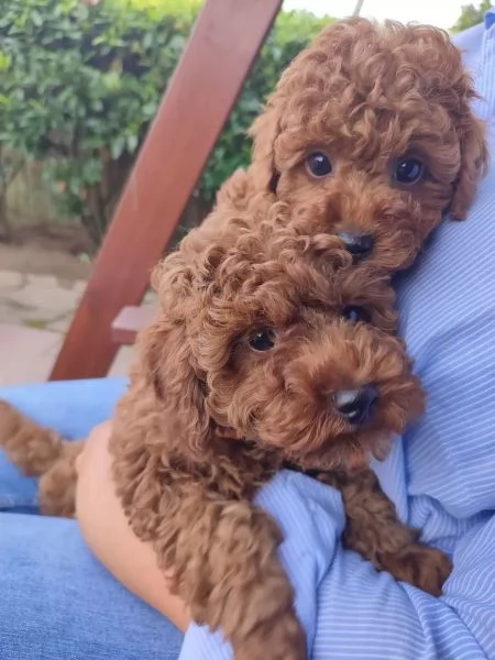 Bellissimi e delicati cuccioli di barboncino toy