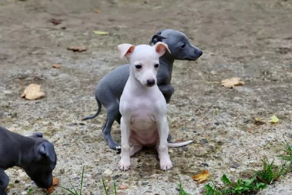 Bellissimi cuccioli di levriero italiano pronti per l'adozione | Foto 3