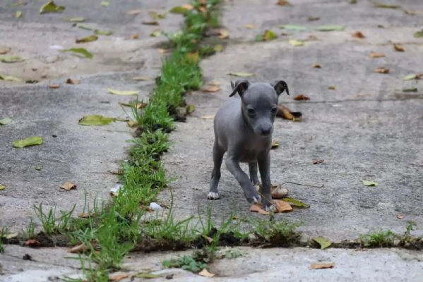 Bellissimi cuccioli di levriero italiano pronti per l'adozione | Foto 2