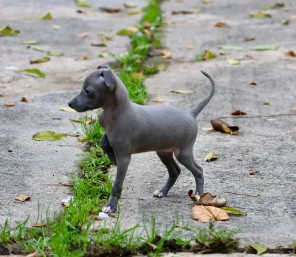 Bellissimi cuccioli di levriero italiano pronti per l'adozione | Foto 0