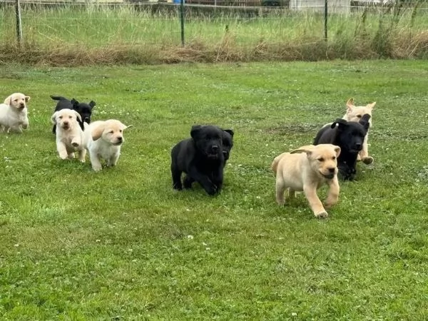 Cuccioli di Labrador in cerca di una casa amorevole