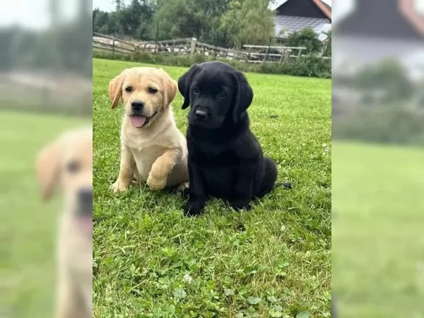 Cuccioli di Labrador in cerca di una casa amorevole | Foto 2