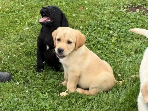 Cuccioli di Labrador in cerca di una casa amorevole | Foto 1