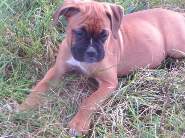 Cuccioli di Boxer di razza pura pronti per l'adozione