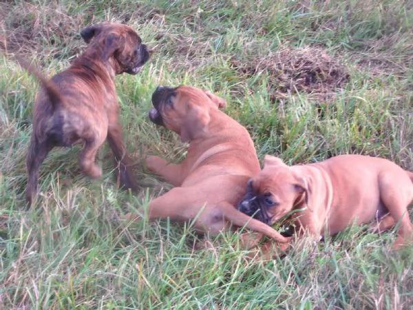 Cuccioli di Boxer di razza pura pronti per l'adozione | Foto 2