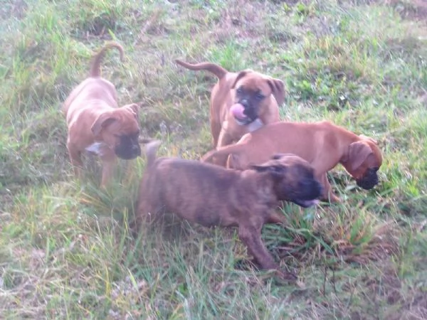 Cuccioli di Boxer di razza pura pronti per l'adozione | Foto 1