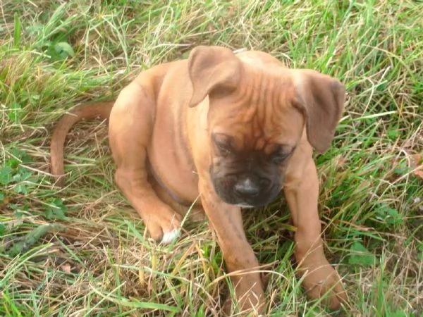 Cuccioli di Boxer di razza pura pronti per l'adozione | Foto 0