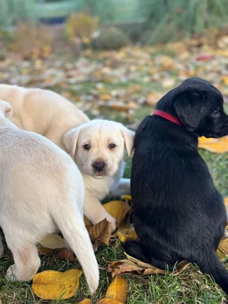 Cuccioli di Labrador in vendita in una casa amorevole | Foto 0