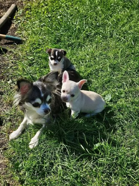 Tre  meravigliose e dolcissime chihuahua a pelo corto