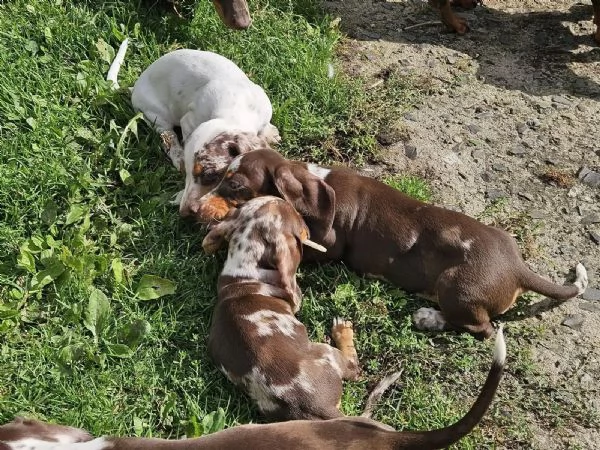 cucciolo Bassotti kaninken selezionati | Foto 3