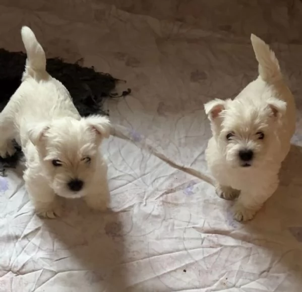 3 Adorabili cuccioli di west highland white terrier