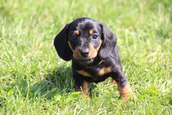 Bassotti in miniatura cercano una casa da sogno | Foto 1