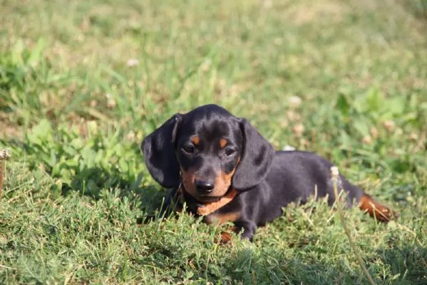 Bassotti in miniatura cercano una casa da sogno