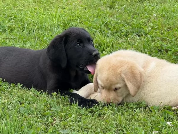 CUCCIOLI LABRADOR CHOCOLATE CON PEDIGREE