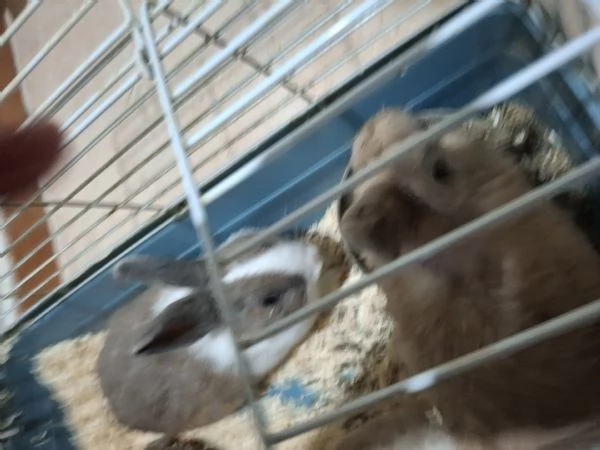 Conigli nani | Foto 2