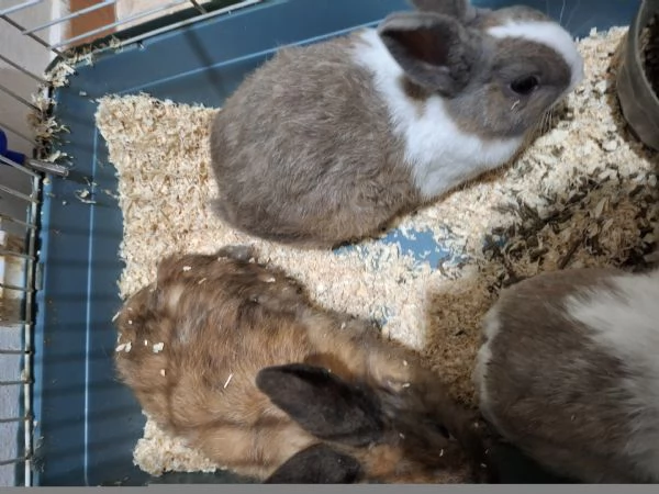 Conigli nani | Foto 1