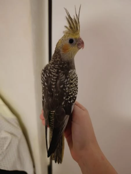 Calopsite allevate a mano