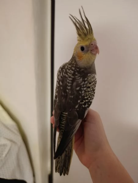 Calopsite allevate a mano | Foto 6