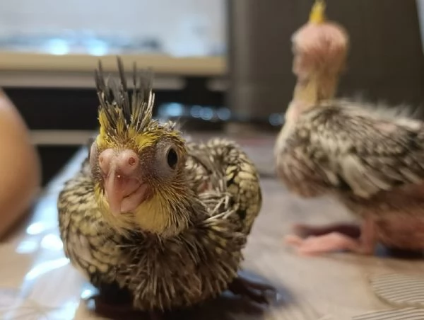 Calopsite allevate a mano | Foto 5