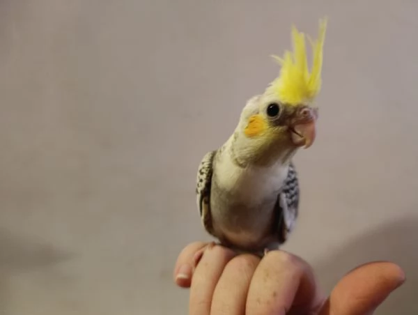 Calopsite allevate a mano | Foto 4