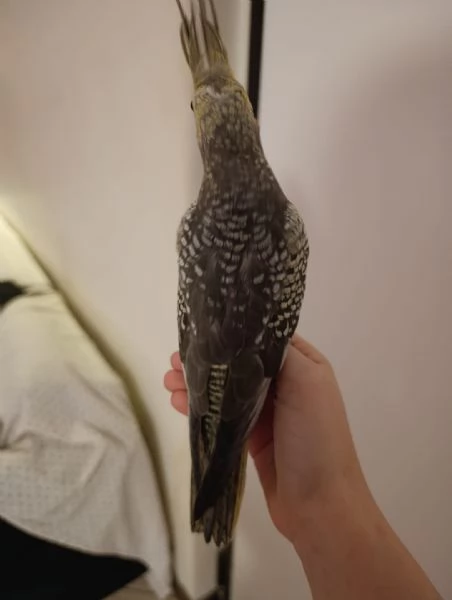 Calopsite allevate a mano | Foto 3